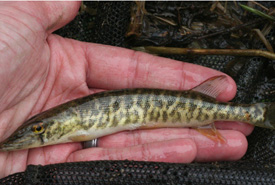 Grass pickerel (Photo by Brian Zimmerman)