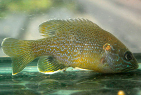 Green sunfish (Photo from Wikimedia Commons)