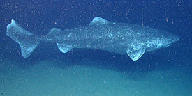 Greenland shark (Photo by NOAA Okeanos Explorer Program)