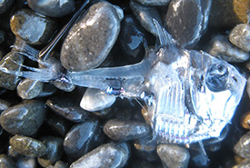 Half-naked hatchetfish (Photo by Wild Wind CC BY-NC) 