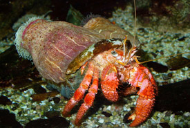 A sea anemone hitching a ride on a hermit crab. (Photo from Wikimedia Commons)