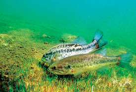Largemouth bass spawning (Photo by Mississippi Sportsman)
