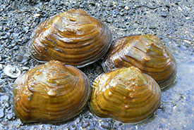 Mapleleaf mussels. Photo by Scott Gibson via iNaturalist