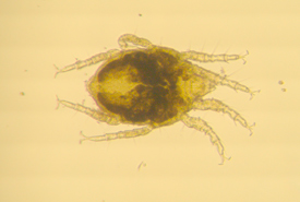 Marine mite (Photo by Emma Perry)