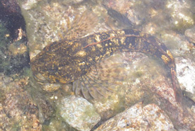 Mottled sculpin (Photo from Wikimedia Commons)
