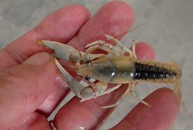 The focus of Dr. Crayfish's present study is to save the unique white morph population of the northern clearwater crayfish (Photo by Premek Hamr, PhD) 