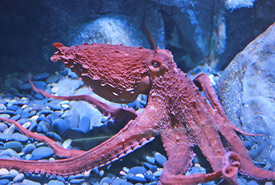 Northern giant Pacific octopus (Photo by Karen/Wikimedia Commons) 