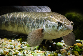 Northern snakehead (Photo by National Aquarium, Washington, DC)