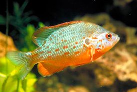 Orangespotted sunfish (Photo by Konrad Schmidt)