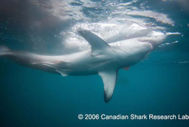Porbeagle shark (Photo by Canadian Shark Research Lab)