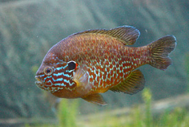 Pumpkinseed (Photo by Aquarium du Quebec)