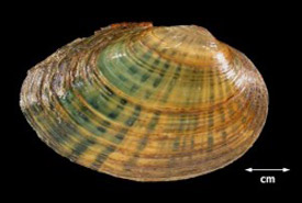 The once common and now rare rainbow clam (Villosa iris) (Photo by Karen Little, courtesy of Illinois State Museum)