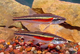 Redside dace (Photo by K. Schmidt)