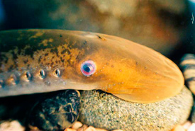 Atlantic sea lamprey (Photo by T. Lawrence, Great Lakes Fishery Commission) 