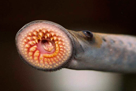 Mouth of an Atlantic sea lamprey (Photo by T. Lawrence, Great Lakes Fishery Commission) 