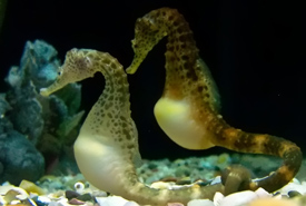 Seahorses (Photo by Joanne Merriam/Wikimedia Commons) 