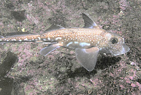 Spotted ratfish (Photo by Clark Anderson/Aquaimages, CC BY-SA 2.5)