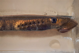 Vancouver lamprey (Photo by linddealy, CC-BY-NC)