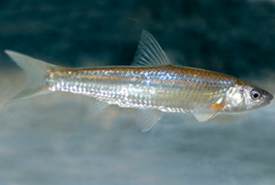 Western silvery minnow (Photo by Karen Scott, Department of Fisheries and Oceans Canada)