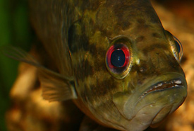 Warmouth up-close (Photo by Clinton & Charles Robertson/Wikimedia Commons)