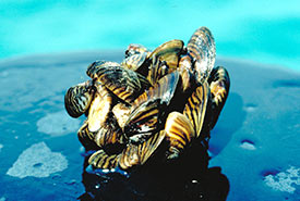 Zebra mussel (Photo by U.S. Environmental Protection Agency)