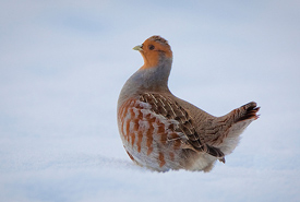 Hungarian partridge (Photo by Nelson Kenter)