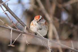 American tree sparrow (Photo by NCC)