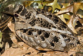 American woodcock (Photo by Lavandar Fields/Wikimedia Commons)