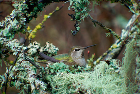 An Anna's hummingbird on one of her nests. (Photo by Eric Pittman)