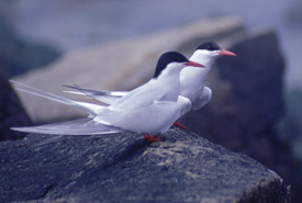 Arctic terns (Photo by Laurel Bernard)