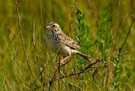 Baird's sparrow (Photo by Rick Bohn)