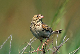 Baird's sparrow (Photo by Alan MacKeigan)