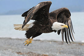 Bald eagle (Photo by Jeannine Bryan)