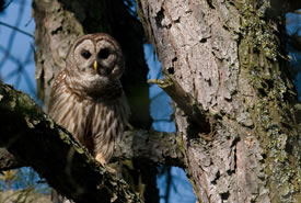 Barred Owl (Photo by Bill Hubick)