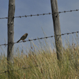 Bird on fence on Frolek Ranch (Photo by NCC)