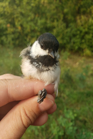 Adult (after hatch year) black-capped chickadee captured at Big Valley Maps. (Photo by NCC)