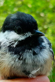 Black-capped chickadee (Photo by NCC)