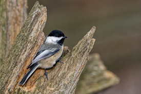 Mésange à tête noire (Photo de Lorne)