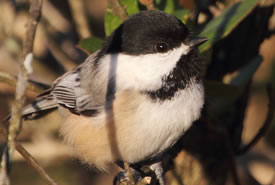 Black-capped chickadee (Photo by Bill Hubick)