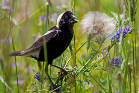 Bobolink, Prairie Smoke Nature Reserve, Carden Alvar, ON (Photo by NCC)