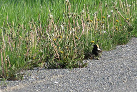 Bobolink on road allowance between hayfields (Photo by Zachary M. Moore)