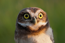 Burrowing owl (Photo by Brendan Matthews)