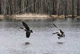 Canada geese (Photo by John Sauro)