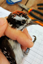 A male downy woodpecker being processed (Photo by NCC) 