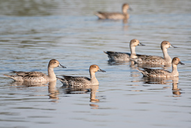 Northern pintail at South Wakomao Shores (Photo by NCC)