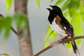 Eastern towhee (Photo by Kelly Colgan Azar)