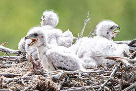 Ferruginous hawk nestlings (Photo by Leta Pezderic/NCC staff)