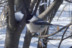 Fluffy chickadee (Photo by NCC)