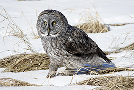 Great gray owl (Photo by Daniel Arndt, CC BY SA 2.0)