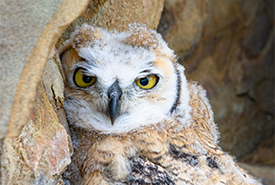 Juvenile great horned owl (Photo by Leta Pezderic/NCC staff)